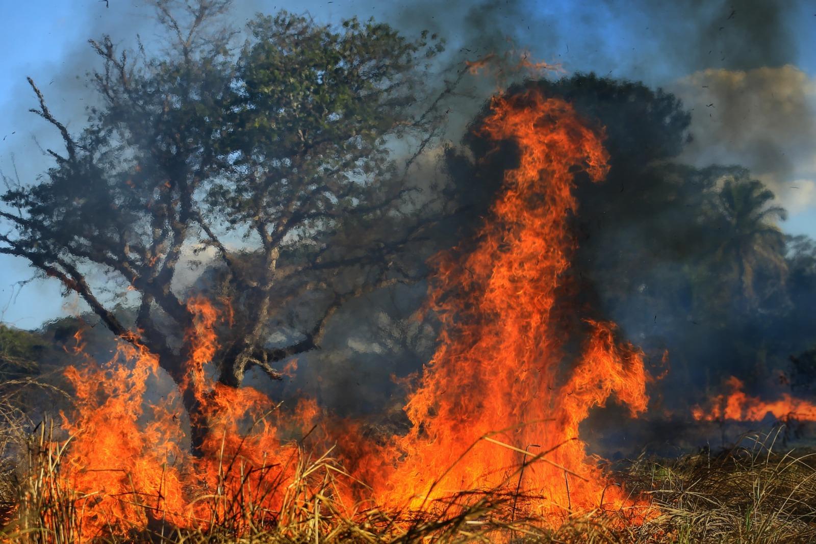 Cinco focos de incêndio mobilizam equipes nas BR-060 e BR-452 em GO; novo ponto é verificado no km 167